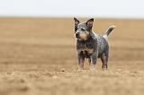 BOUVIER AUSTRALIEN 244